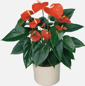 ANTORYUM MAXİ BOY -Seramiksiz