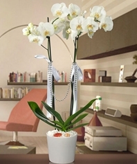 EN ÖZELİ-ÇİFT DAL ORKİDE